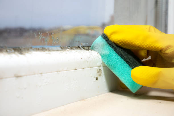 Best Local Mold Removal Service  in Isle Of Palms, SC